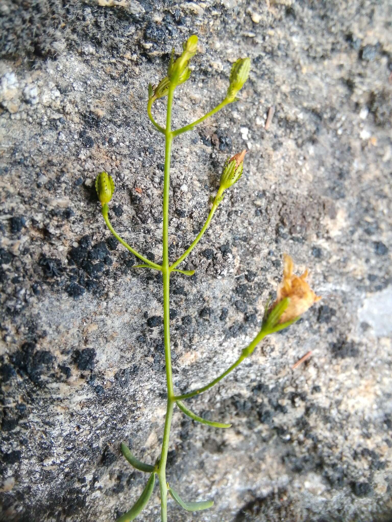 Image of Heath-leaved St. John's wort