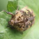 Image of Asian mango flower beetle