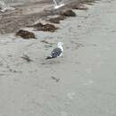 Larus fuscus graellsii Brehm & AE 1857 resmi