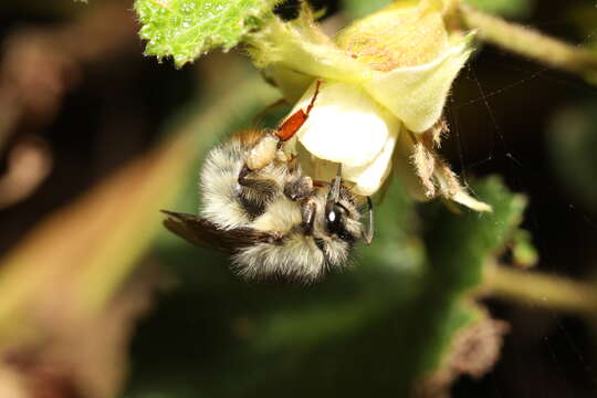 Plancia ëd Bombus sonani (Frison 1934)