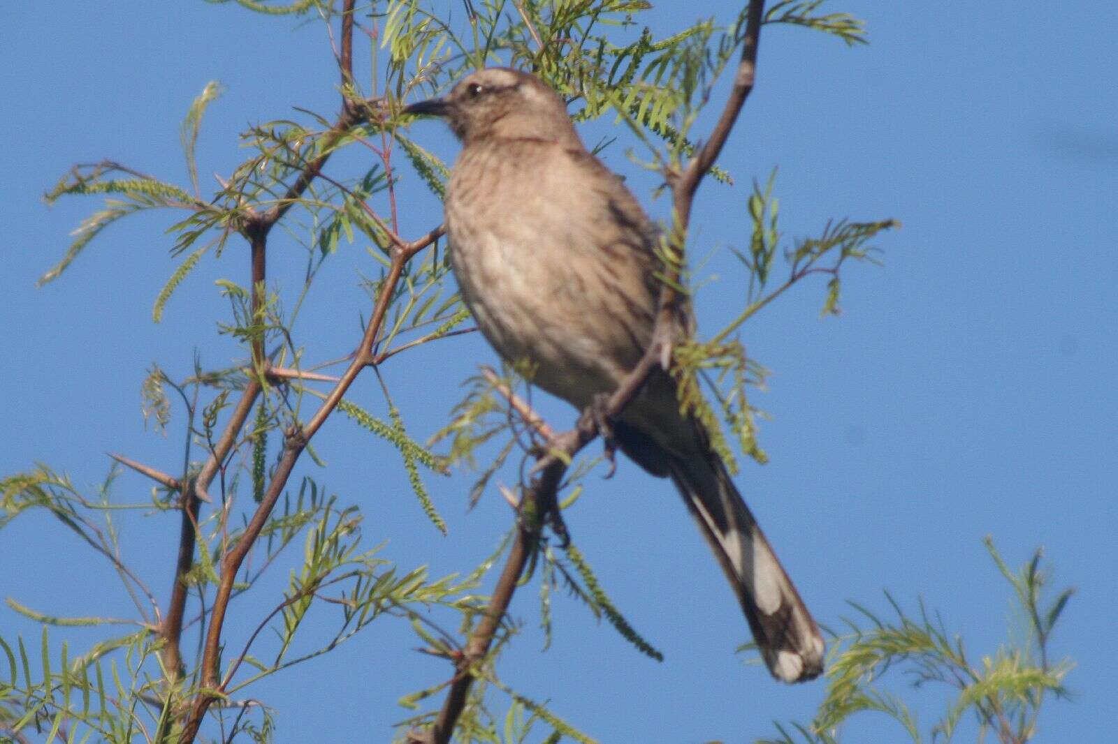 Image of Chilean Mockingbird