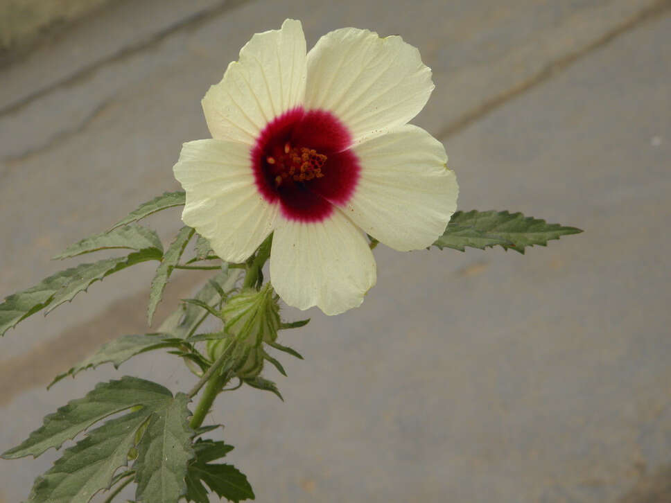 Imagem de Hibiscus cannabinus L.