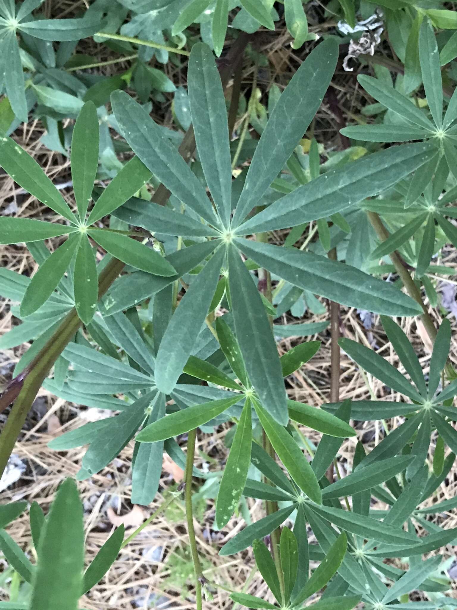 Image of Lupinus latifolius subsp. wigginsii (C. P. Sm.) P. Kenney & D. B. Dunn