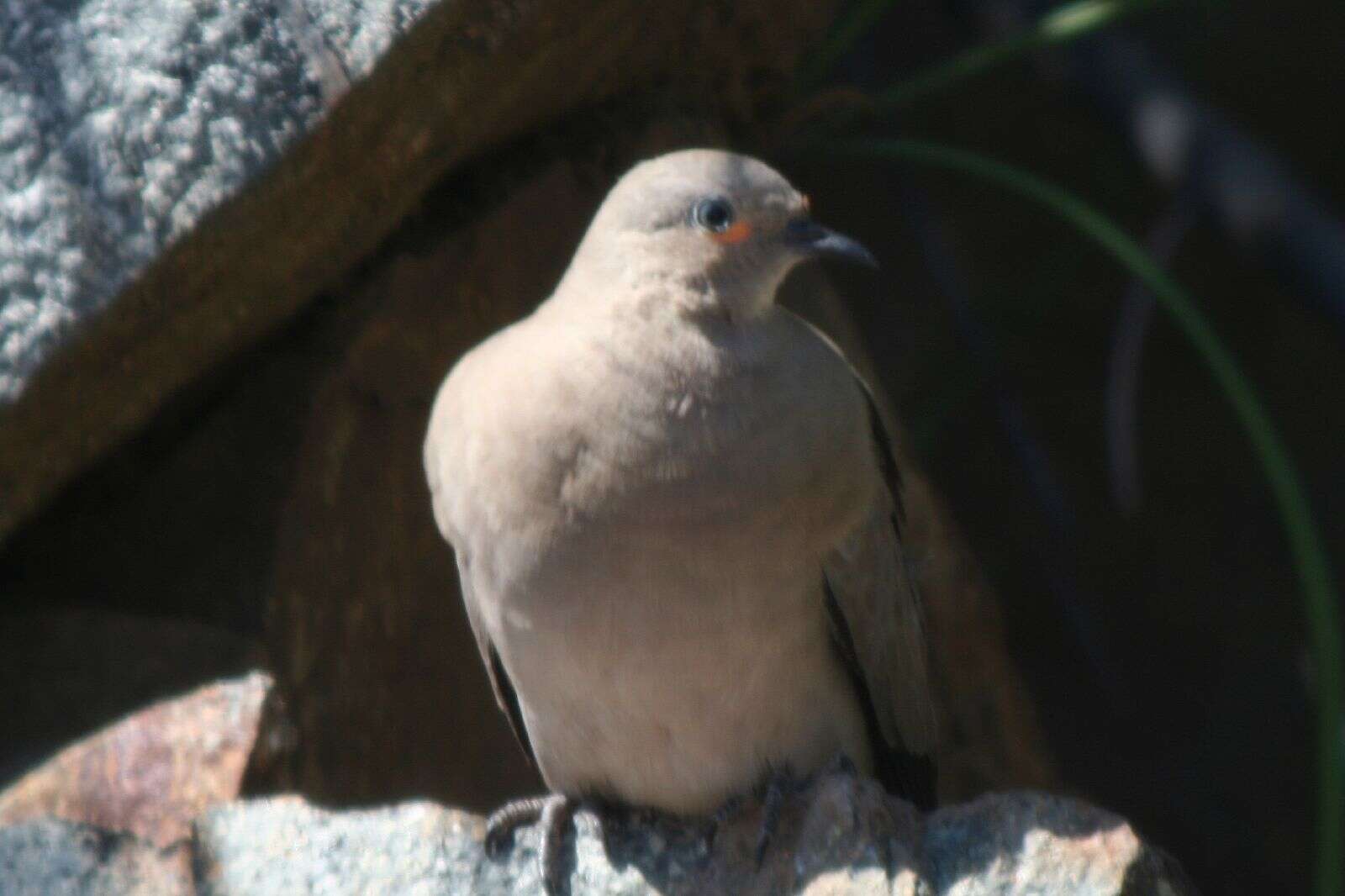 裸眶地鳩屬的圖片