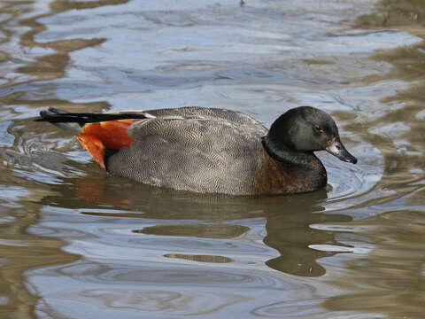 Image of Paradise Shelduck