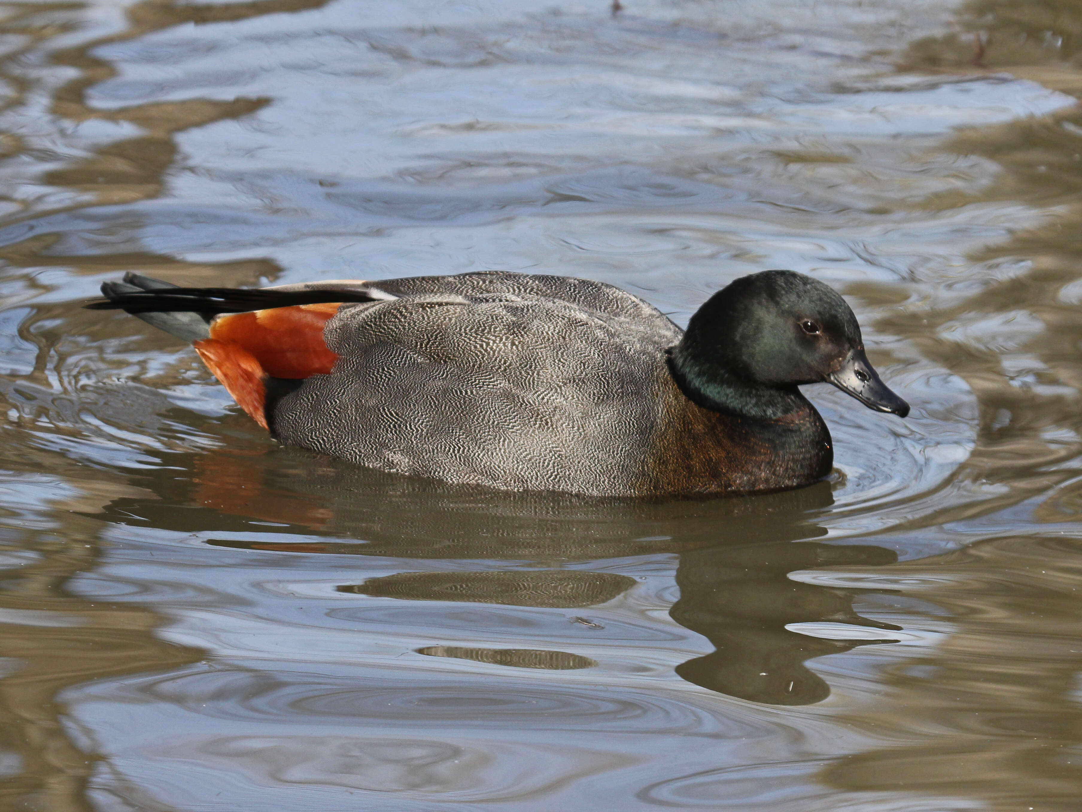 Image of Paradise Shelduck