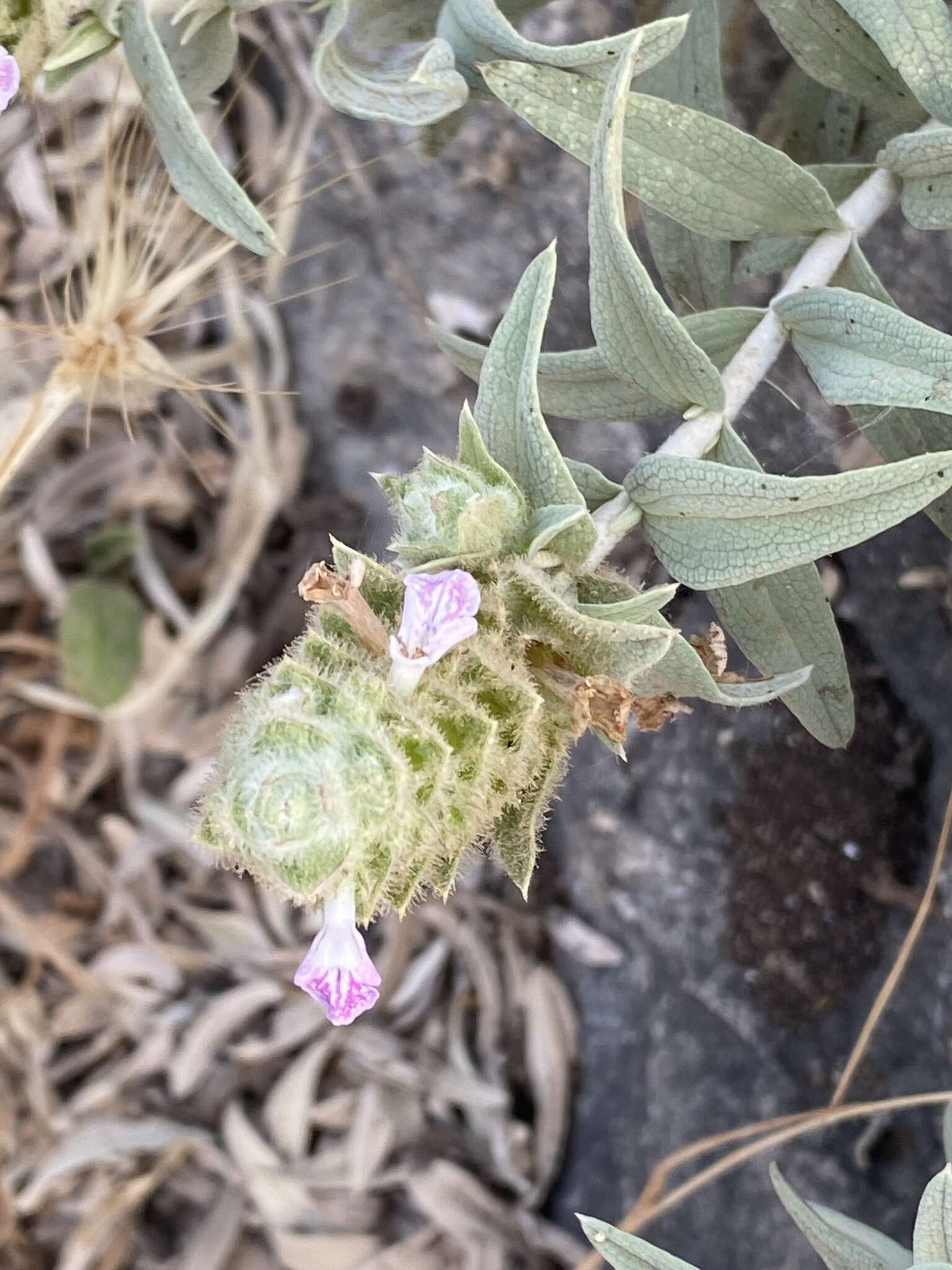 Слика од Stachys palaestina L.