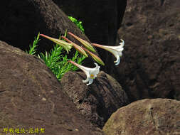 Image of Lilium longiflorum var. scabrum Masam.