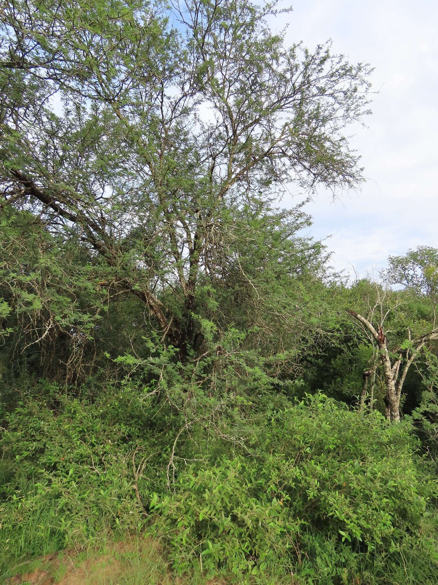 Vachellia grandicornuta (Gerstner) Seigler & Ebinger resmi