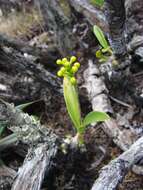 Image of Yellowspike orchids