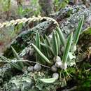 Bulbophyllum rupicola Barb. Rodr.的圖片