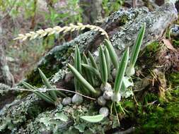 Image of Bulbophyllum rupicola Barb. Rodr.