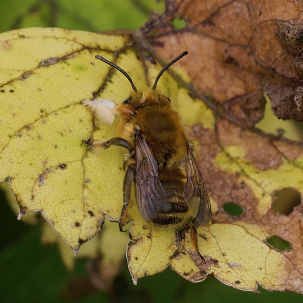 Image of Broad-handed Leaf-cutter Bee