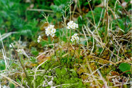 Image of Austrian draba