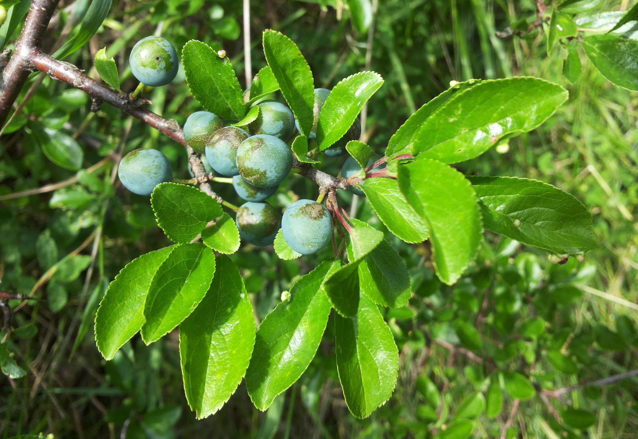 Image of Blackthorn