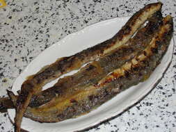 Image of river lamprey, lampern
