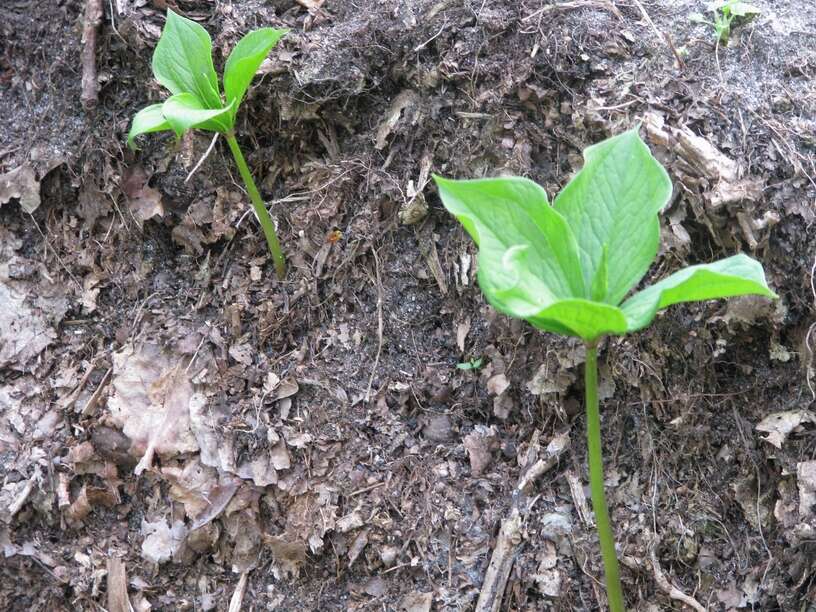 Image of herb Paris