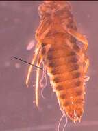 Image of Leptophlebioidea