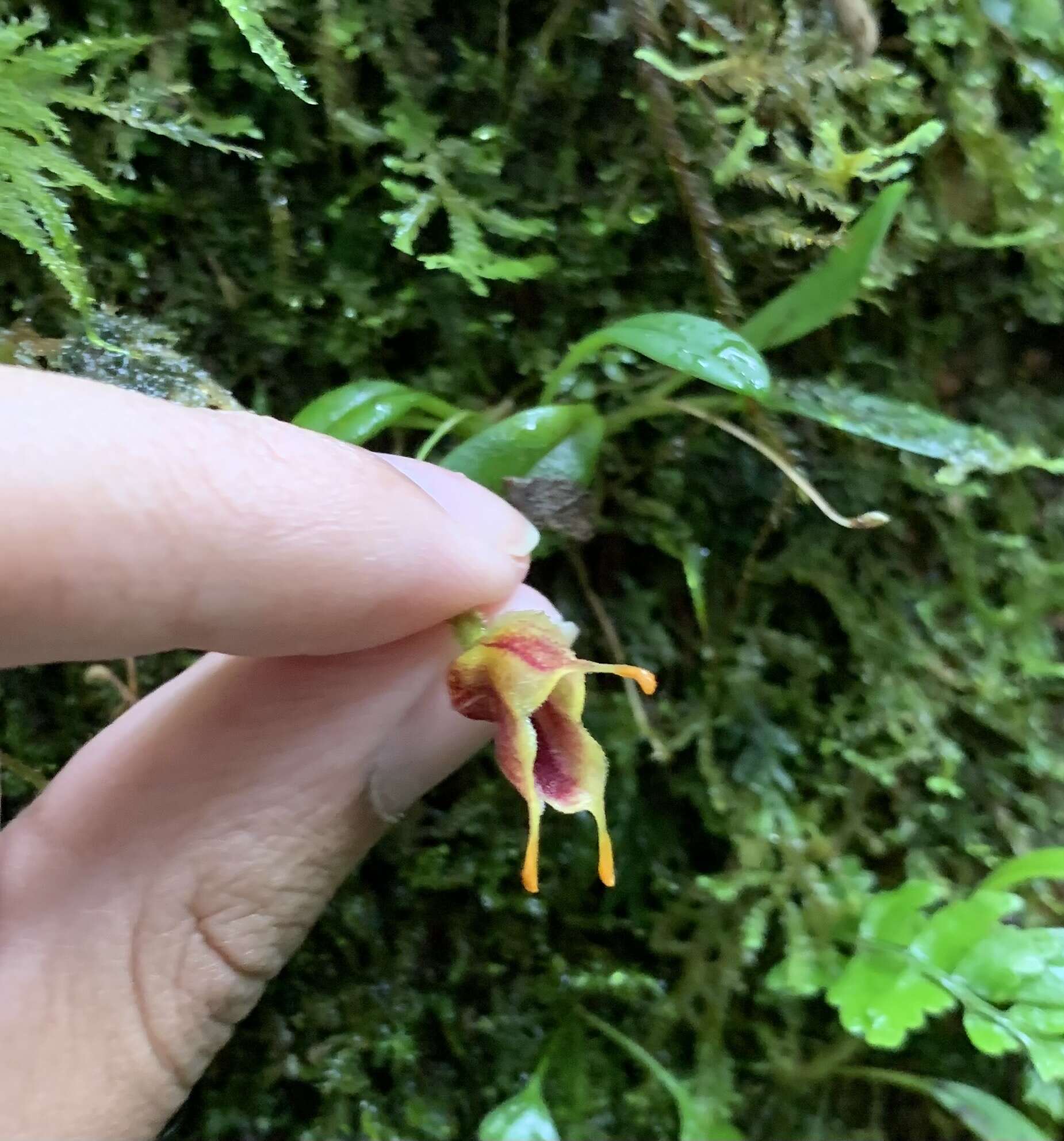 Image of Masdevallia molossoides Kraenzl.