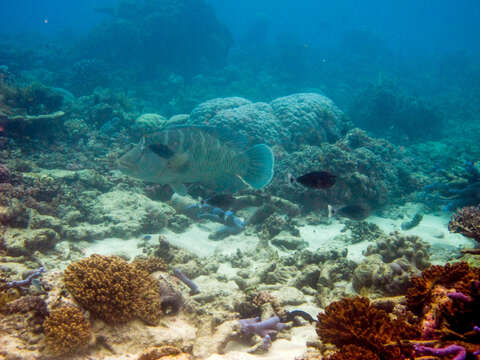 Image of Giant Wrasse