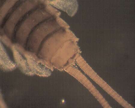 Image of primitive minnow mayflies