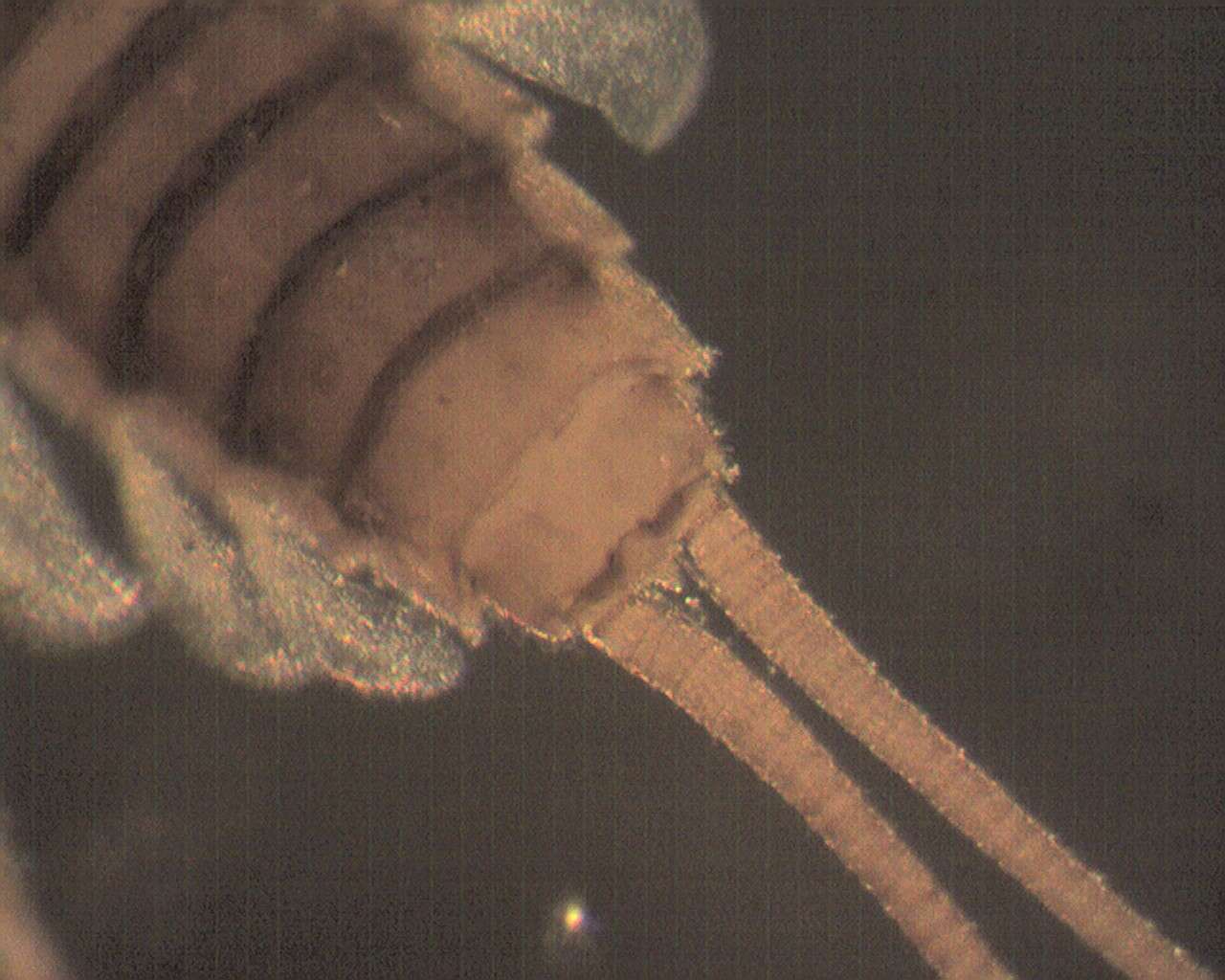 Image of primitive minnow mayflies