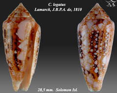 Image of Conus legatus Lamarck 1810