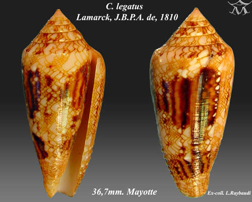 Image of Conus legatus Lamarck 1810