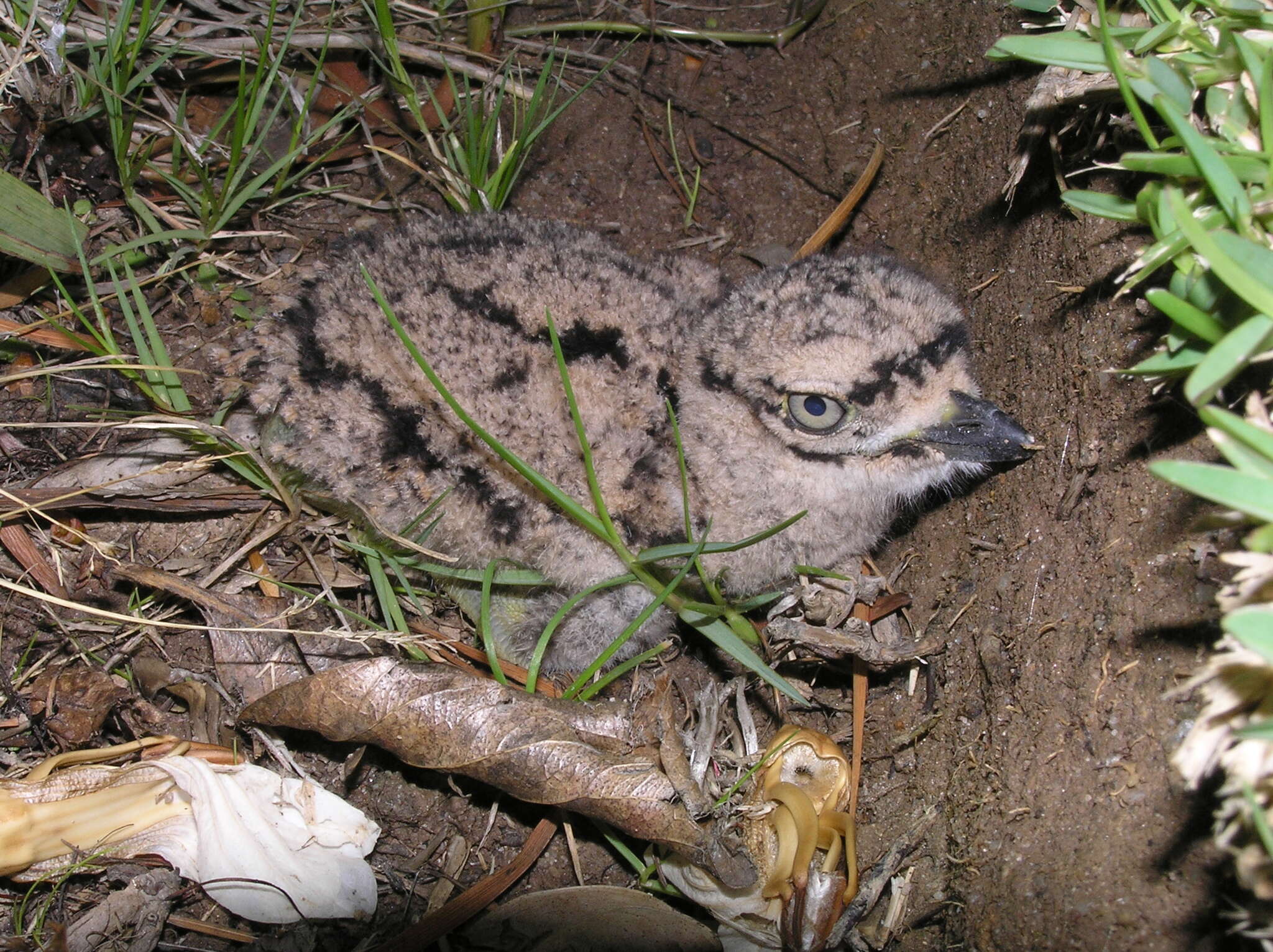 Image de Burhinus capensis capensis (Lichtenstein & Mhk 1823)