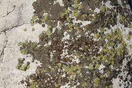 Image of navel lichen