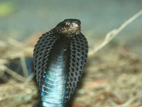 Image of Golden Spitting Cobra