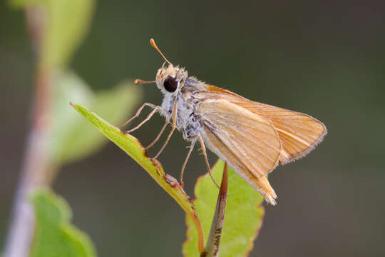 Image of Orange Skipperling