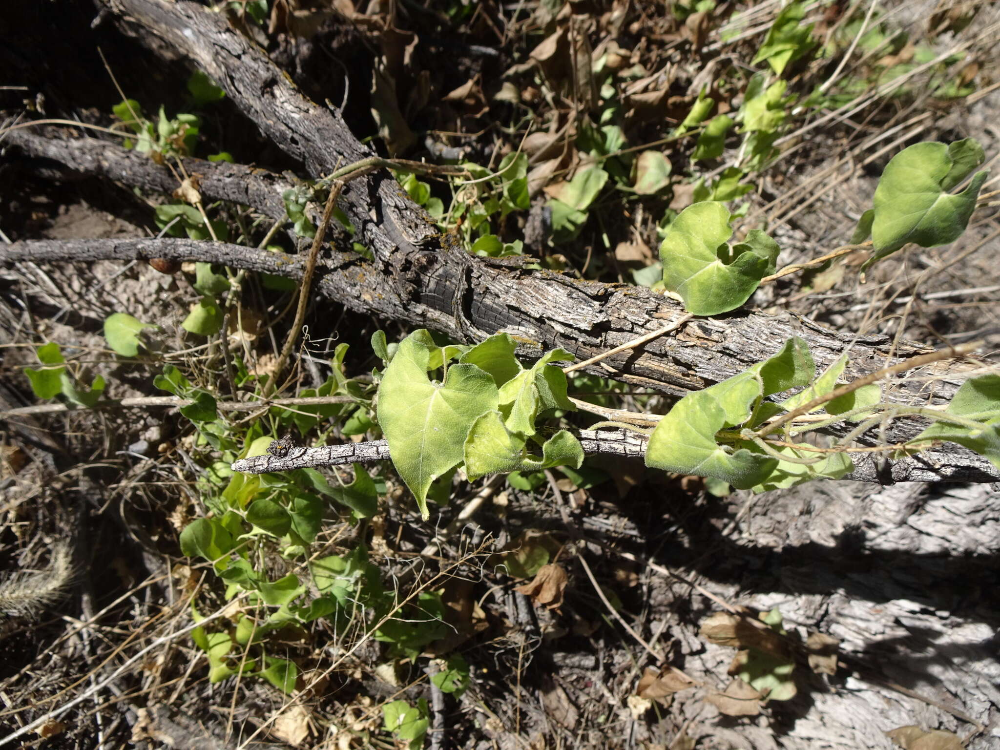 Image of Texas milkvine