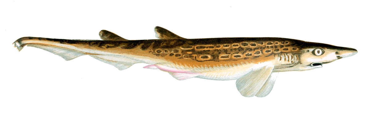 Image of Blackmouth Catshark