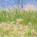 Image of Castilleja minor var. exilis (A. Nelson) J. M. Egger