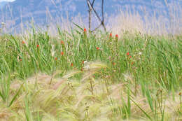 Image of Castilleja minor var. exilis (A. Nelson) J. M. Egger