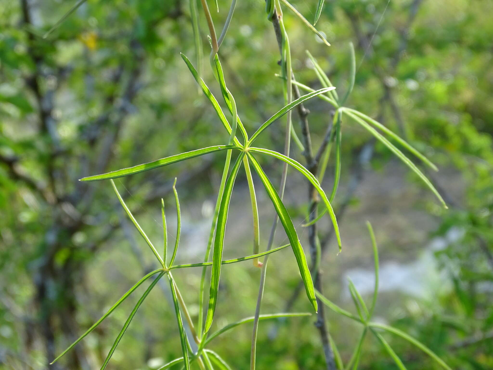 Ipomoea sororia D. F. Austin & J. L. Tapia的圖片