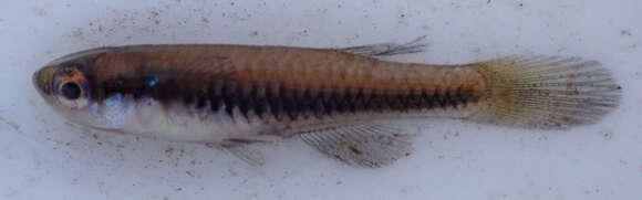 Image of Blackstripe lampeye