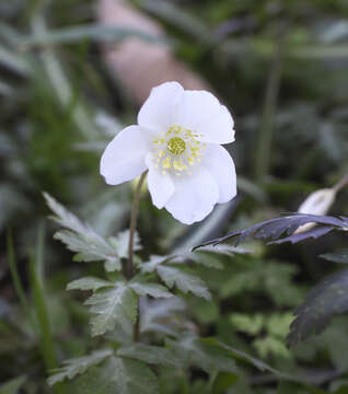 Imagem de Anemone nikoensis Maxim.