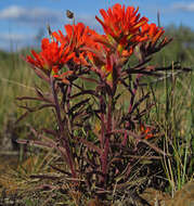 Image of short-lobe Indian paintbrush