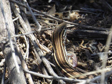 Слика од Aspidoscelis hyperythrus beldingi (Stejneger 1894)