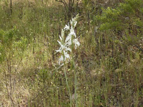 Image of Chloraea crispa Lindl.