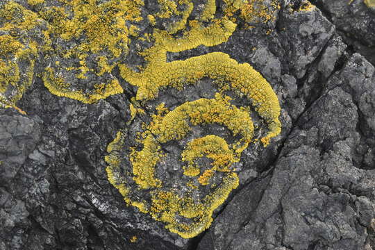 Image of orange lichen