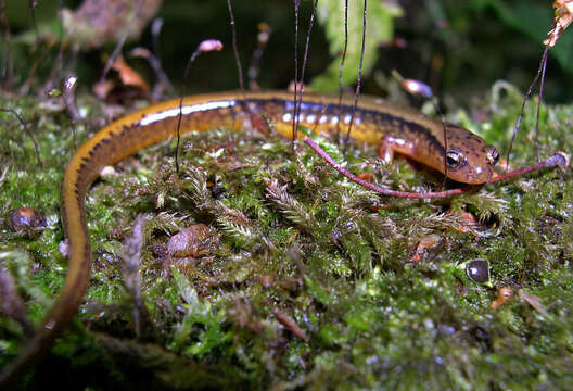 Image of Northern Two-lined Salamander