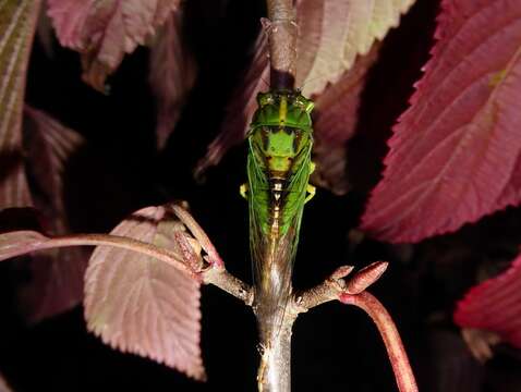 Image of subalpine green cicada