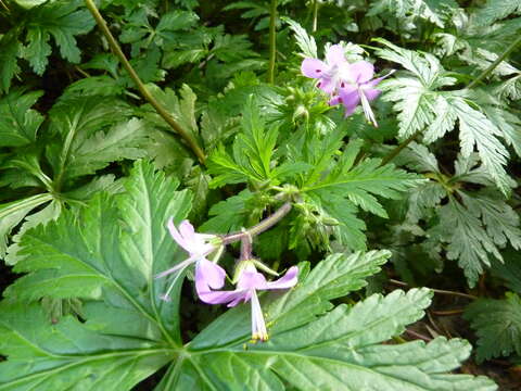 Image of Geranium reuteri Aedo & Muñoz Garm.