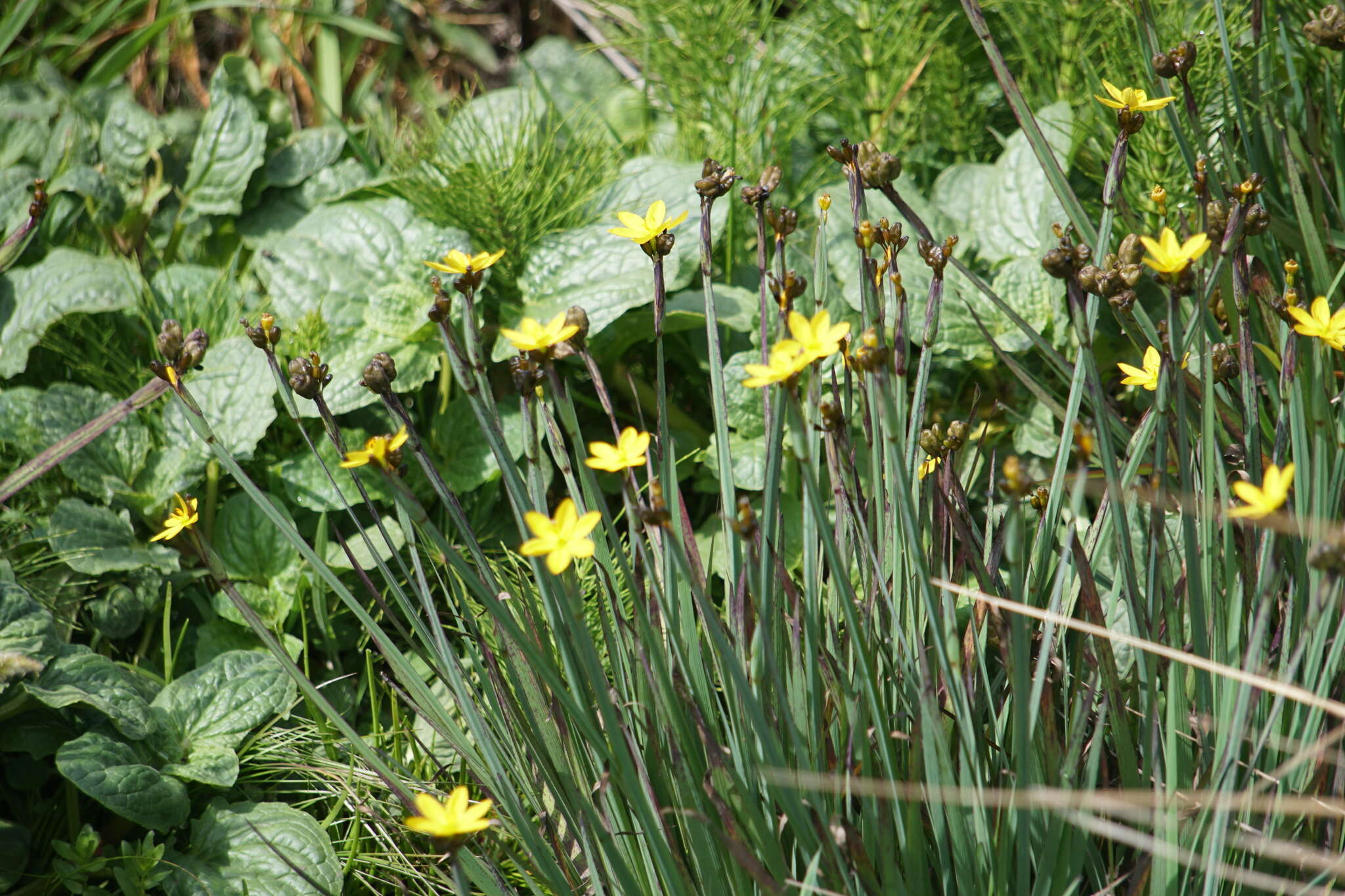 Image of golden blue-eyed grass