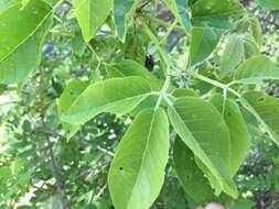 Image de Vitex pyramidata B. L. Rob.