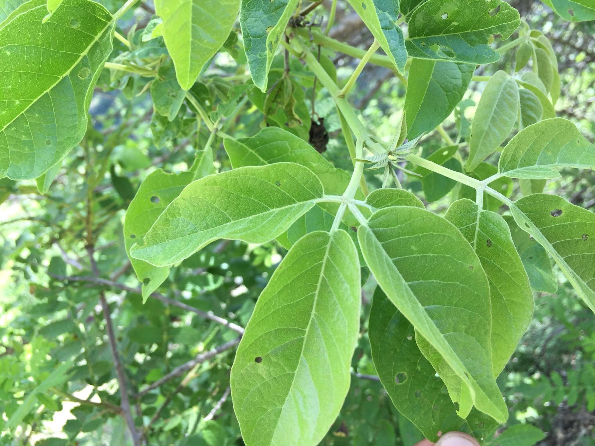 Image de Vitex pyramidata B. L. Rob.