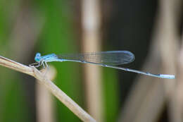 Image of Attentuated Bluet